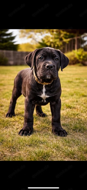 Exklusiver cane corso welpe   rüde | top qualität | premium klasse Bild 2