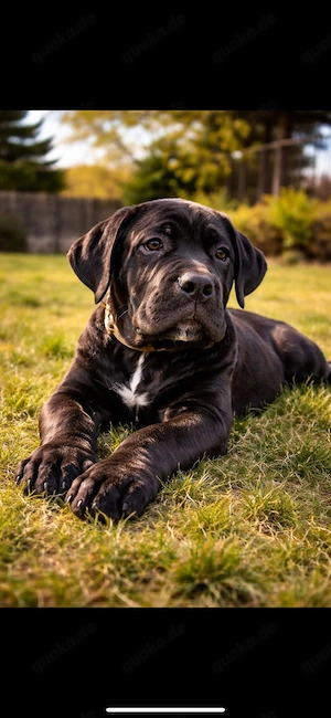 Exklusiver cane corso welpe   rüde | top qualität | premium klasse Bild 3