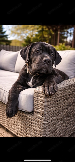 Exklusiver cane corso welpe   rüde | top qualität | premium klasse