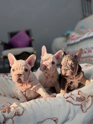 Frenchie-Babys zur Umstation Bild 5