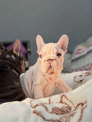 Frenchie-Babys zur Umstation Bild 3