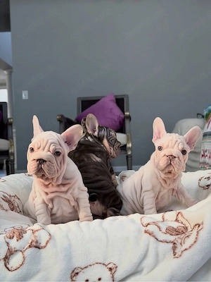 Frenchie-Babys zur Umstation Bild 4