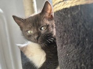 Siam BKH Mix Kitten zu verkaufen 