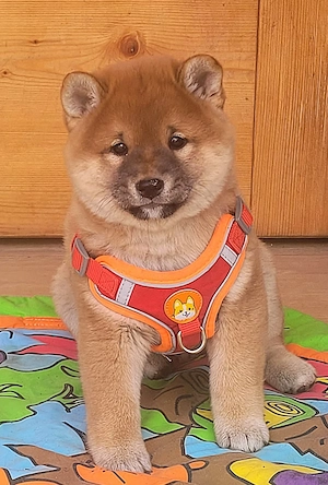 Shiba Inu Welpen  Bild 4