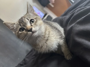 Siam BKH Mix Kitten zu verkaufen 