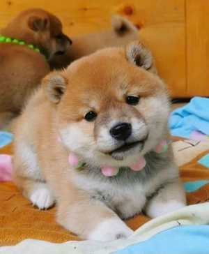 Shiba Inu Welpen  Bild 2