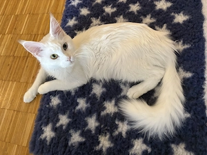 Maine Coon Weibchen Odd eyes 