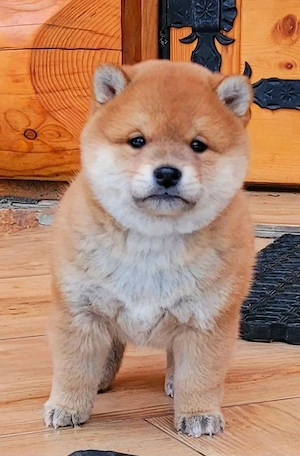Shiba Inu Welpen  Bild 3