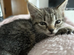 Siam BKH Mix Kitten zu verkaufen 