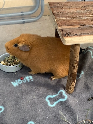 Liebes Meerschwein Mädchen