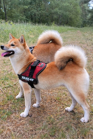 Shiba Inu Welpen  Bild 6