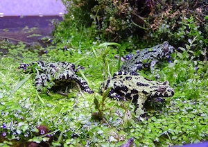 Chinesische Rotbauchunken (Bombina Orientalis)