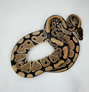 Königspython het Ghost het Clown het Desert Ghost 