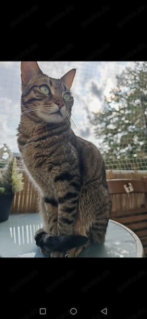 2 getiegerte Hauskatzen