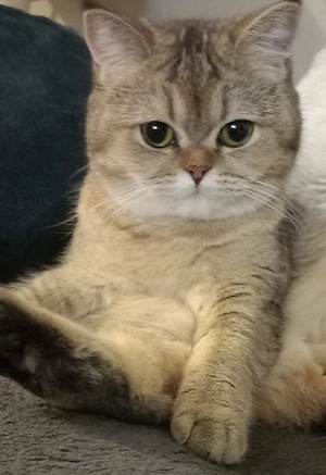 Suchen neues zu Hause mit Freigang