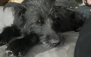 Hat sich Pineta in dein Herz geschlichen Bild 5