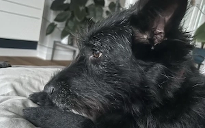 Hat sich Pineta in dein Herz geschlichen Bild 2