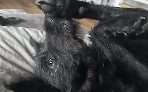 Hat sich Pineta in dein Herz geschlichen Bild 4