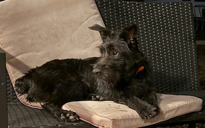 Hat sich Pineta in dein Herz geschlichen Bild 3