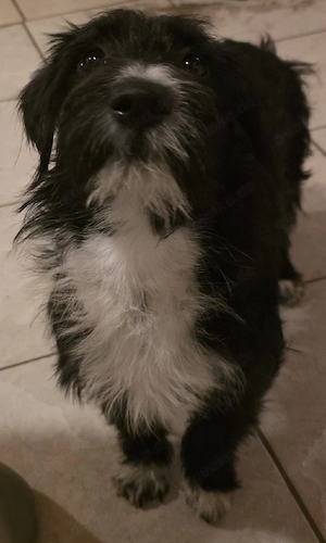 schnauzer mix Hündin 