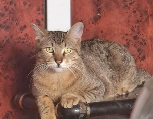 Toller getupfter Kater, kastriert