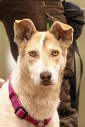 Sunny die perfekte Familienhündin 