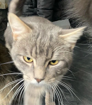 Maine coon Mix Kater zu verkaufen 