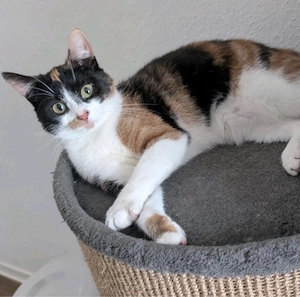 Mascha   liebe Katzenlady sucht ihr Zuhause 