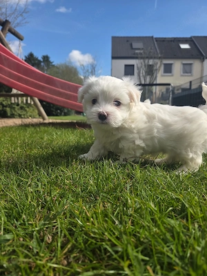 Malteser Welpen 
