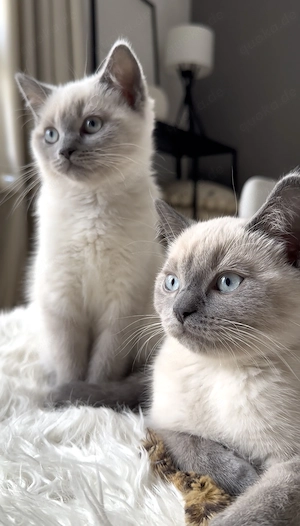 Bkh britisch kurzhaar kitten 