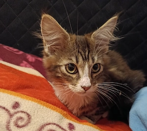 Main Coon Kitten sucht ein liebevolles Zuhause 