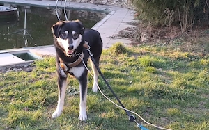 Sanfter Simba möchte endlich gesehen werden