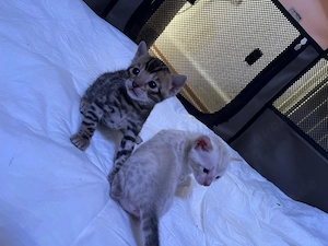 Reinrassige Bengalkitten reinrassig ab den 5. Mai abzugeben Bild 5