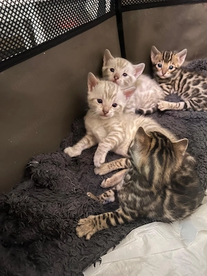Königliche Bengalkitten ab den 20.April abzugeben