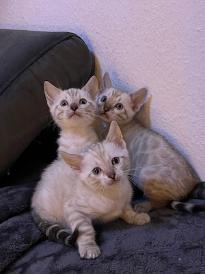 Reinrassige Bengalkitten reinrassig ab den 5. Mai abzugeben Bild 4