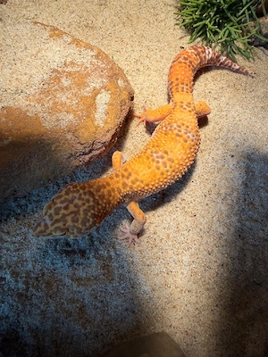 Leopardgecko