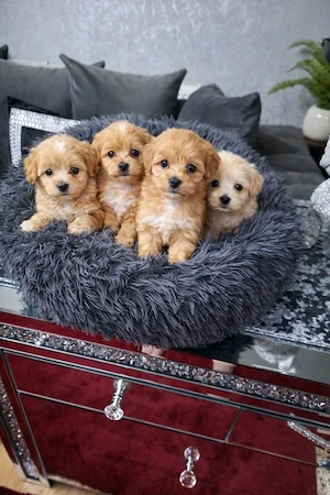 F1 Maltipoo Welpen (Malteser   Pudel)