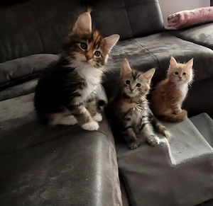Unsere wunderschönen Maine-Coon Kitten suchen ein liebevolles Zuhause