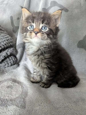 Maine Coon Mix Kater 