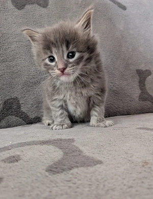 Maine Coon Mix Kater 