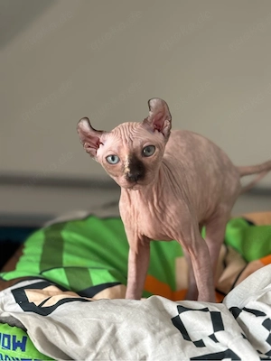 Sphynx Kitten mit Tasthaaren