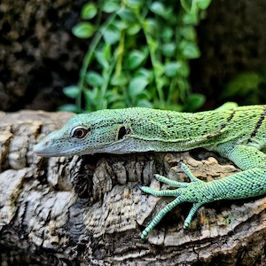 Varanus Prasinus Merauke 0.1