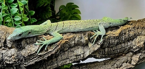 Varanus Prasinus Merauke 0.1