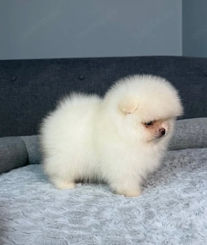 Bezaubernder Pomeranian-Welpe zu verkaufen   