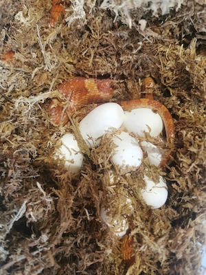 NEU Nachzuchten Gelege 2026