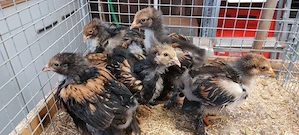 Brahma gold schwarzgesäumt 