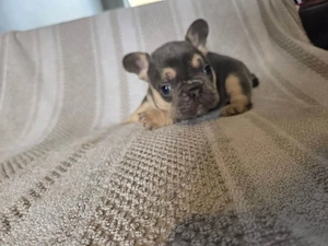 Französische Bulldoggenwelpen - Bulldog welpen