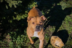 *PRINGLE* Ich bin freundlich, menschenbezogen, fröhlich, leinenführig und verspielt 