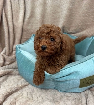 toy pudel 13 monate alt - stubenrein