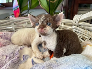 devon rex  choko-weiss bikolor Deckkater   FIFE Stammbaum 